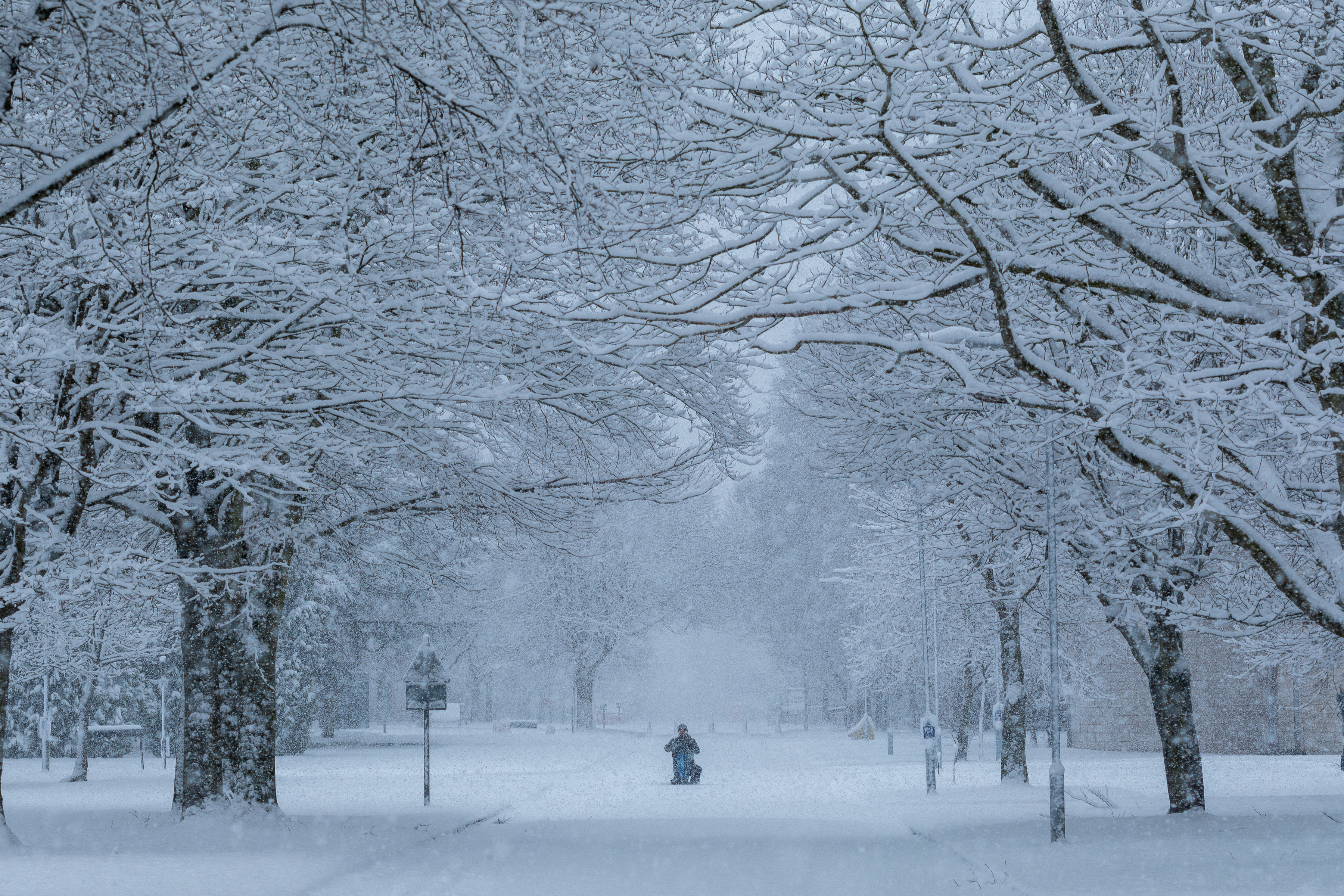 Man kneels down amid a snowy street and trees.